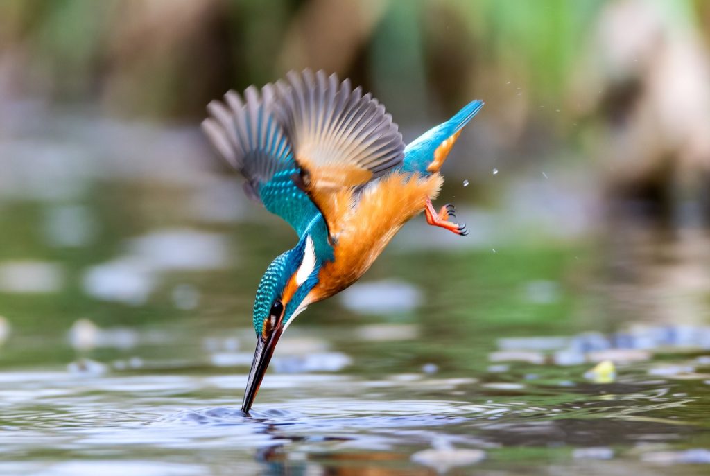 RELAX MUSIC WITH BIRDS SOUND & GENTLE PIANO