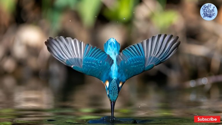 RELAX MUSIC WITH BIRDS SOUND & GENTLE PIANO-2_4.1.2