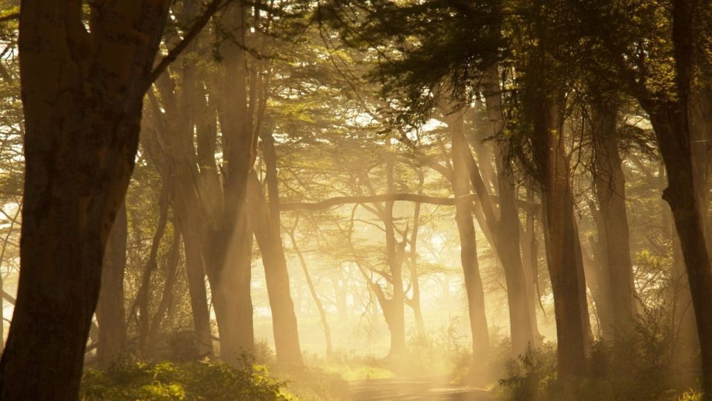 Soothing Piano Music for Deep Sleep, Meditation & Relaxation  Beautiful Calm Background Music 🎹