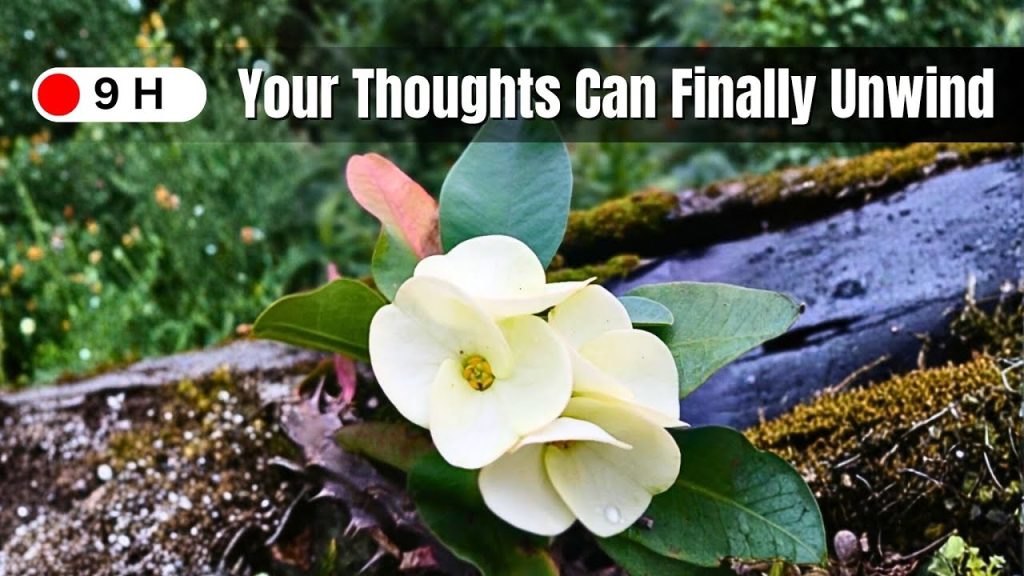 A Garden Where Your Thoughts Can Finally Unwind